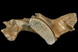 Woolly Mammoth Partial Jaw with M Molar #149838-2